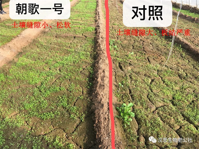 意外驚喜，《朝歌一號(hào)》不光解決西紅柿陰陽(yáng)臉，還能能讓土壤踩上去軟軟的！